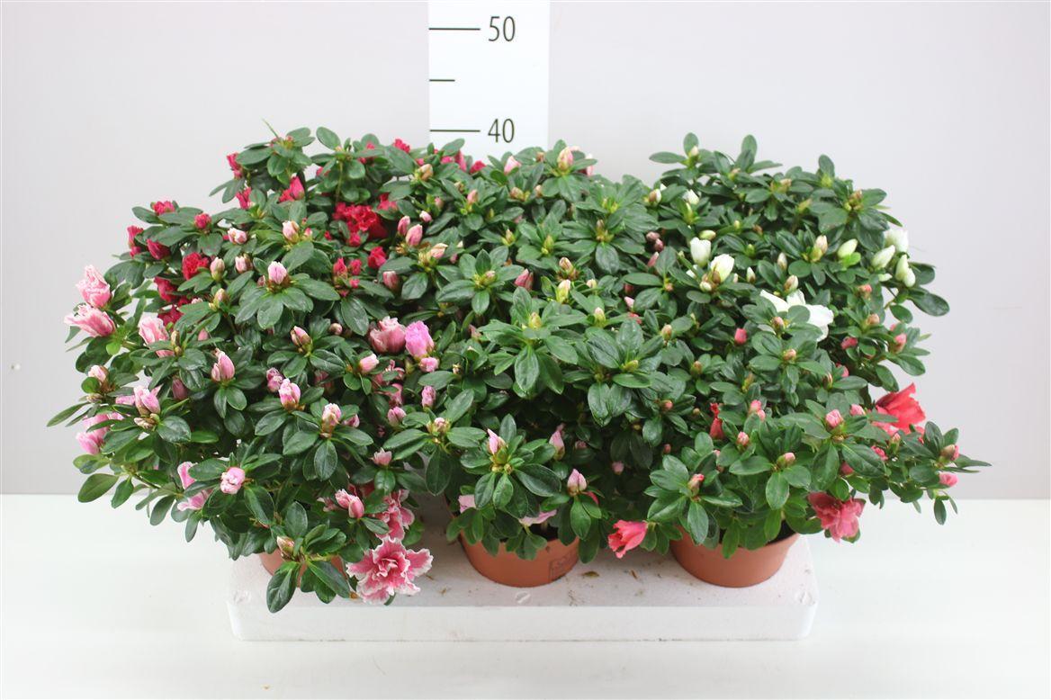 Горшечные цветы и растения оптом Rhododendron Si Gemengd от 6шт из Голландии с доставкой по России