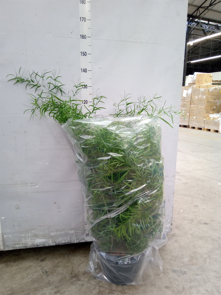 Горшечные цветы и растения оптом Asparagus Falcatus от 1шт из Голландии с доставкой по России
