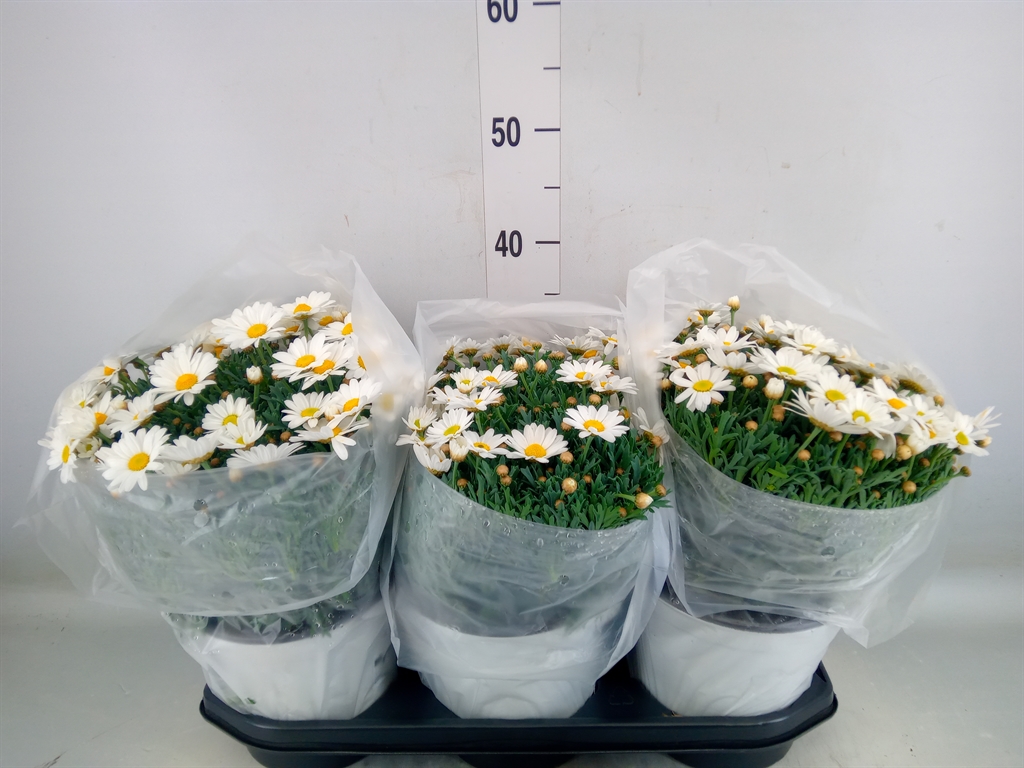 Горшечные цветы и растения оптом Argyranthemum   ... от 3шт из Голландии с доставкой по России