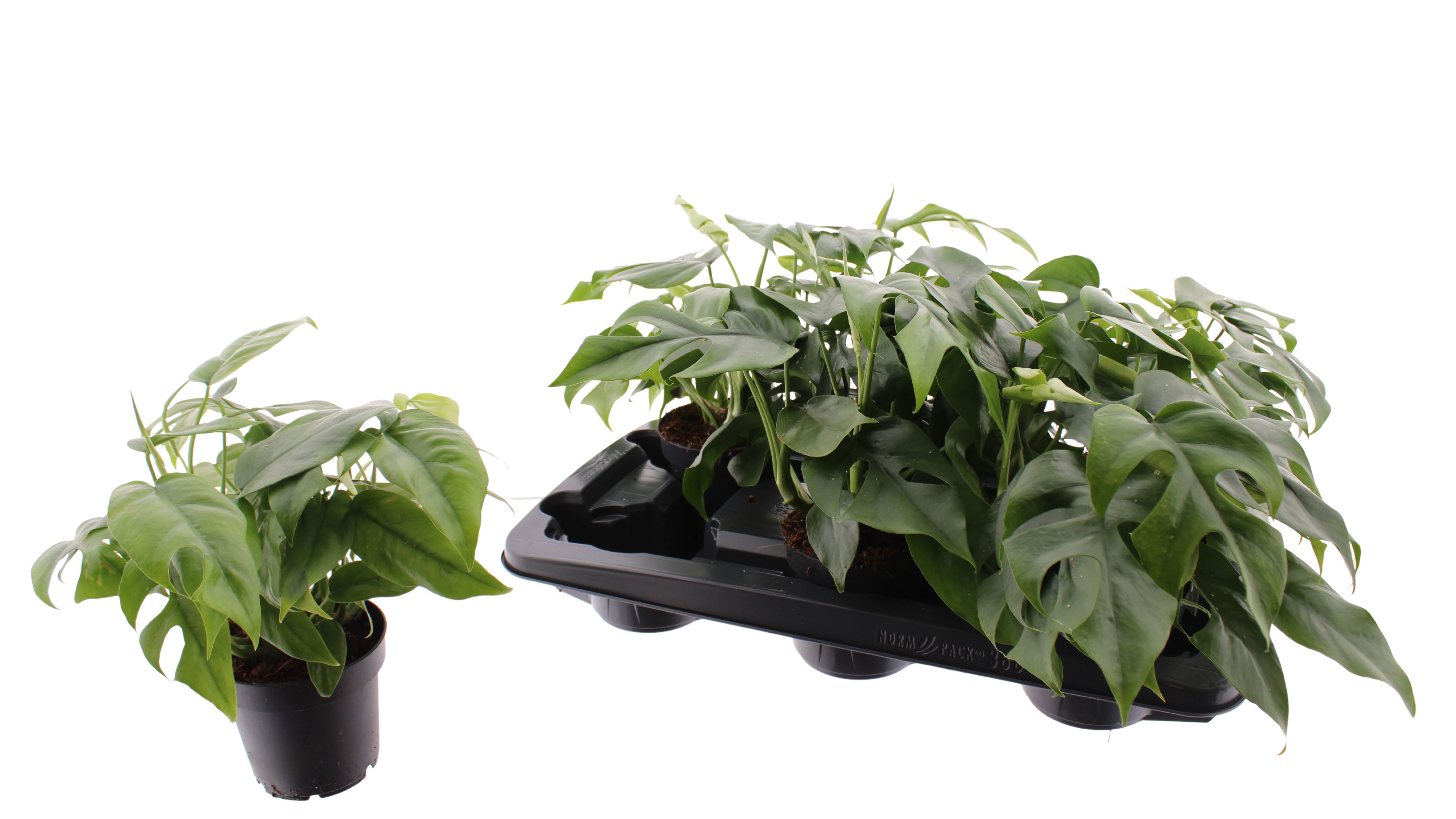 Горшечные цветы и растения оптом Monstera Ov от 8шт из Голландии с доставкой по России