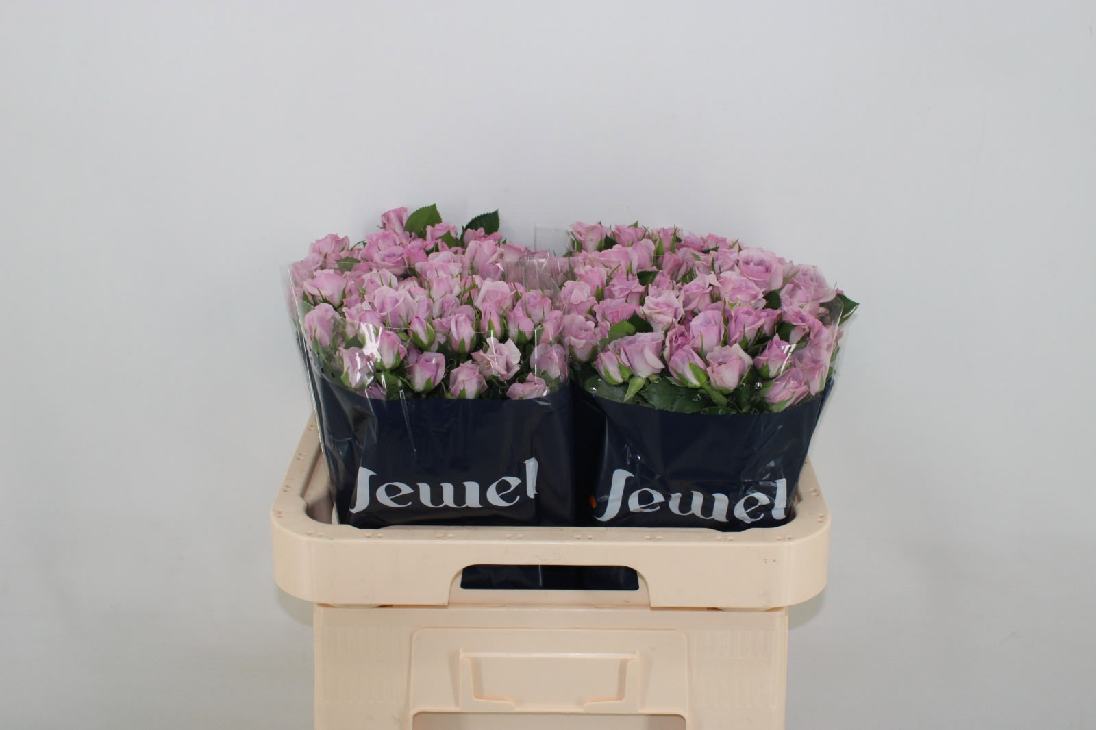 Срезанные цветы оптом Rosa spray nandi от 40шт из Голландии с доставкой по России