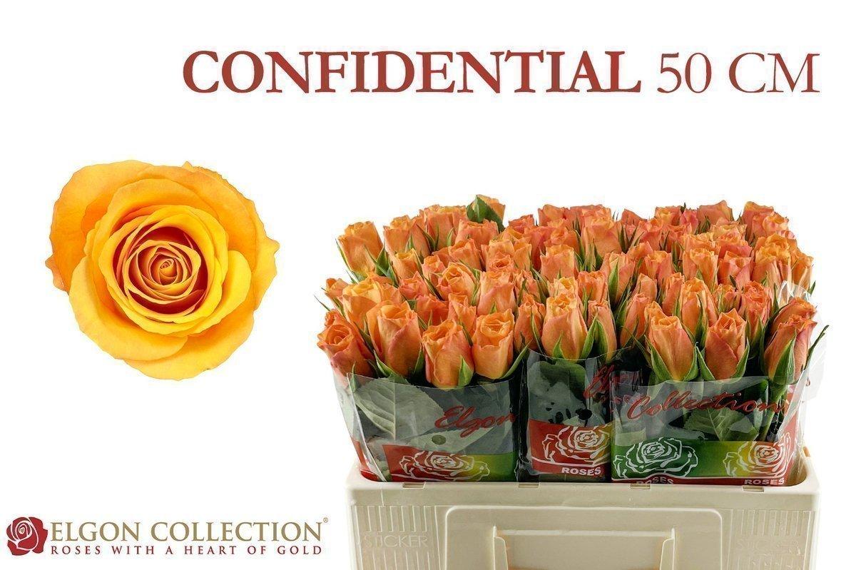 Срезанные цветы оптом Rosa large confidential от 80шт из Голландии с доставкой по России