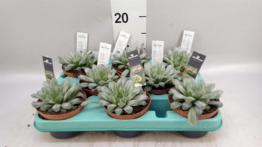 Горшечные цветы и растения оптом Haworthia Cymbiformis от 8шт из Голландии с доставкой по России