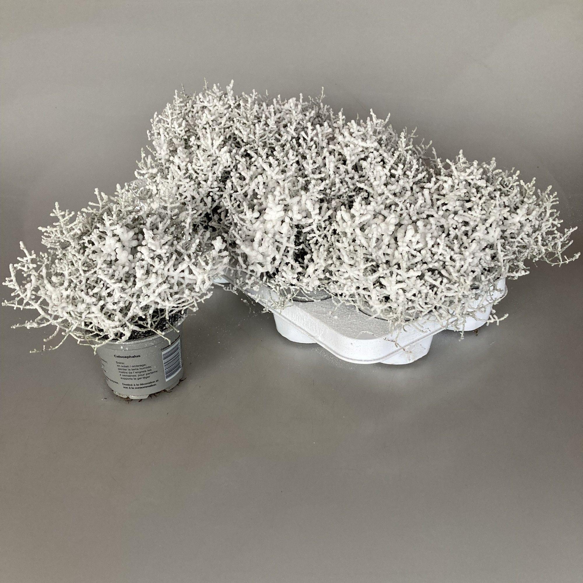 Горшечные цветы и растения оптом Calocephalus Brownii Challenge от 12шт из Голландии с доставкой по России