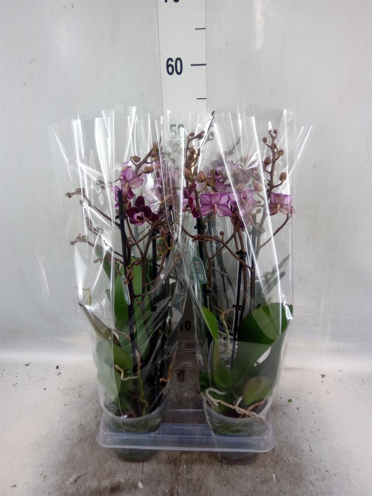 Горшечные цветы и растения оптом Phalaenopsis Multi.   ...red от 4шт из Голландии с доставкой по России