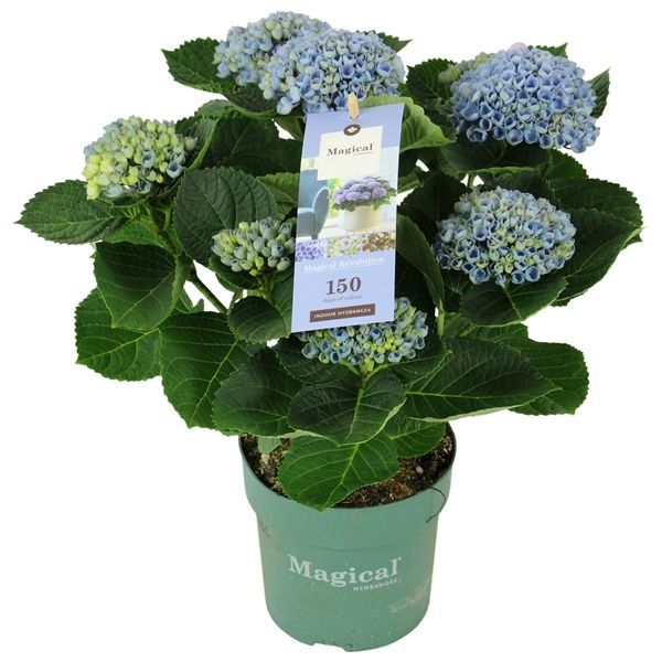 Горшечные цветы и растения оптом Hydrangea Ma Magical Revolution Blue 5+ от 6шт из Голландии с доставкой по России