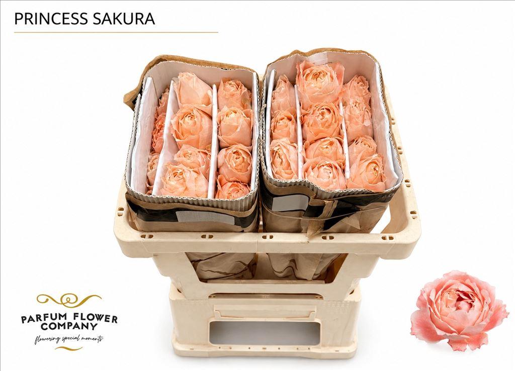 Срезанные цветы оптом Rosa garden princess sakura от 24шт из Голландии с доставкой по России