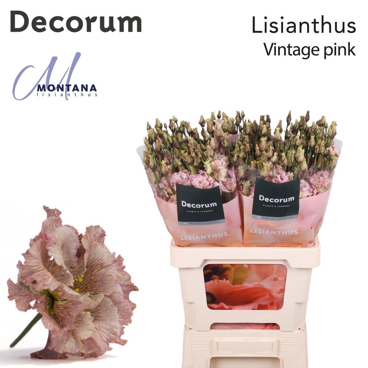 Срезанные цветы оптом Lisianthus do paint vintage pink от 20шт из Голландии с доставкой по России
