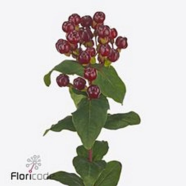 Срезанные цветы оптом Hypericum mag cherry от 125шт из Голландии с доставкой по России