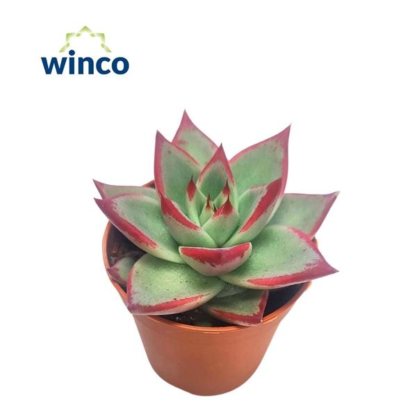 Горшечные цветы и растения оптом Echeveria Dark Line от 20шт (для телеги) из Голландии с доставкой по России