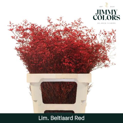 Срезанные цветы оптом Limonium beltlaard paint red от 50шт из Голландии с доставкой по России