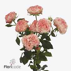 Срезанные цветы оптом Rosa sp fair flow от 40шт из Голландии с доставкой по России