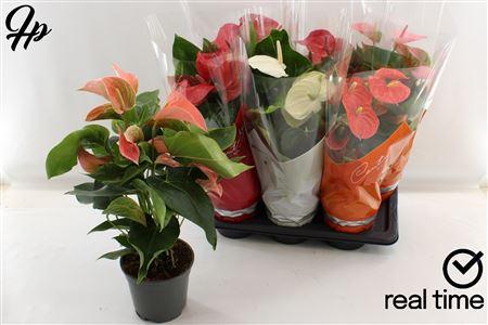 Горшечные цветы и растения оптом Anthu An Gem 4 Kl 5-6 Bloemen+ от 6шт из Голландии с доставкой по России