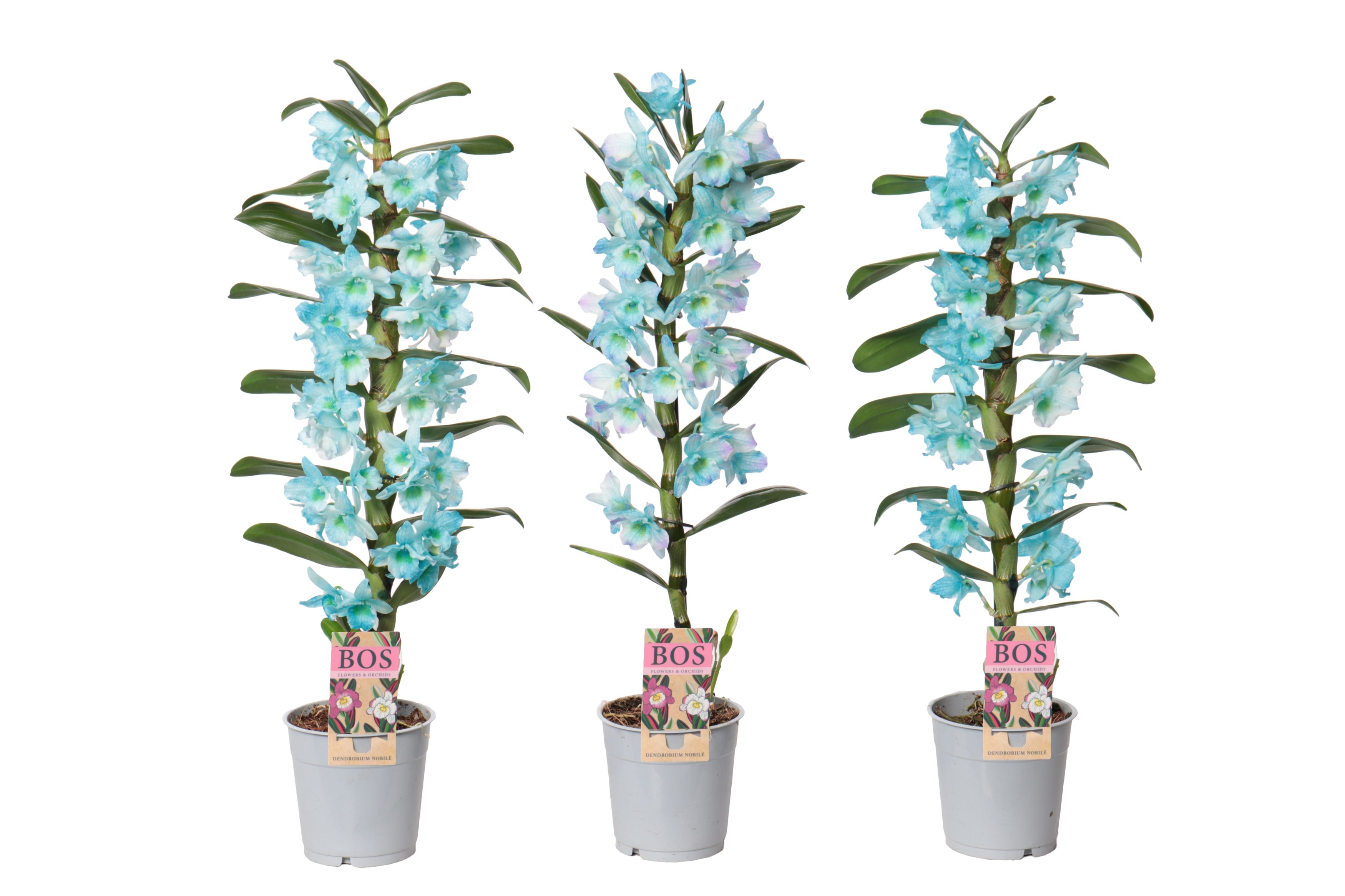 Горшечные цветы и растения оптом Dendr Nob 1st Painted Ocean Blue (injected) от 6шт из Голландии с доставкой по России