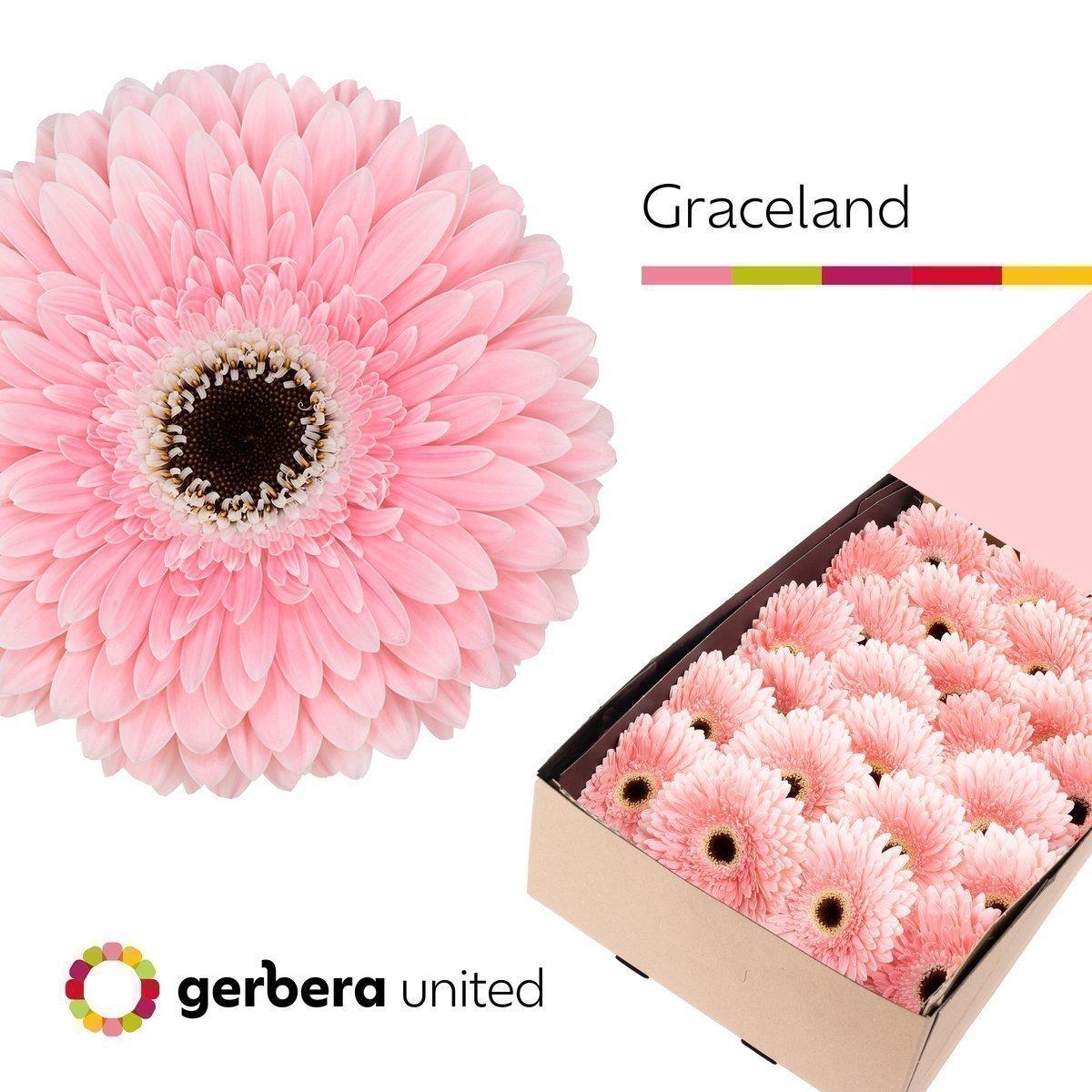 Срезанные цветы оптом Gerbera graceland от 50шт из Голландии с доставкой по России