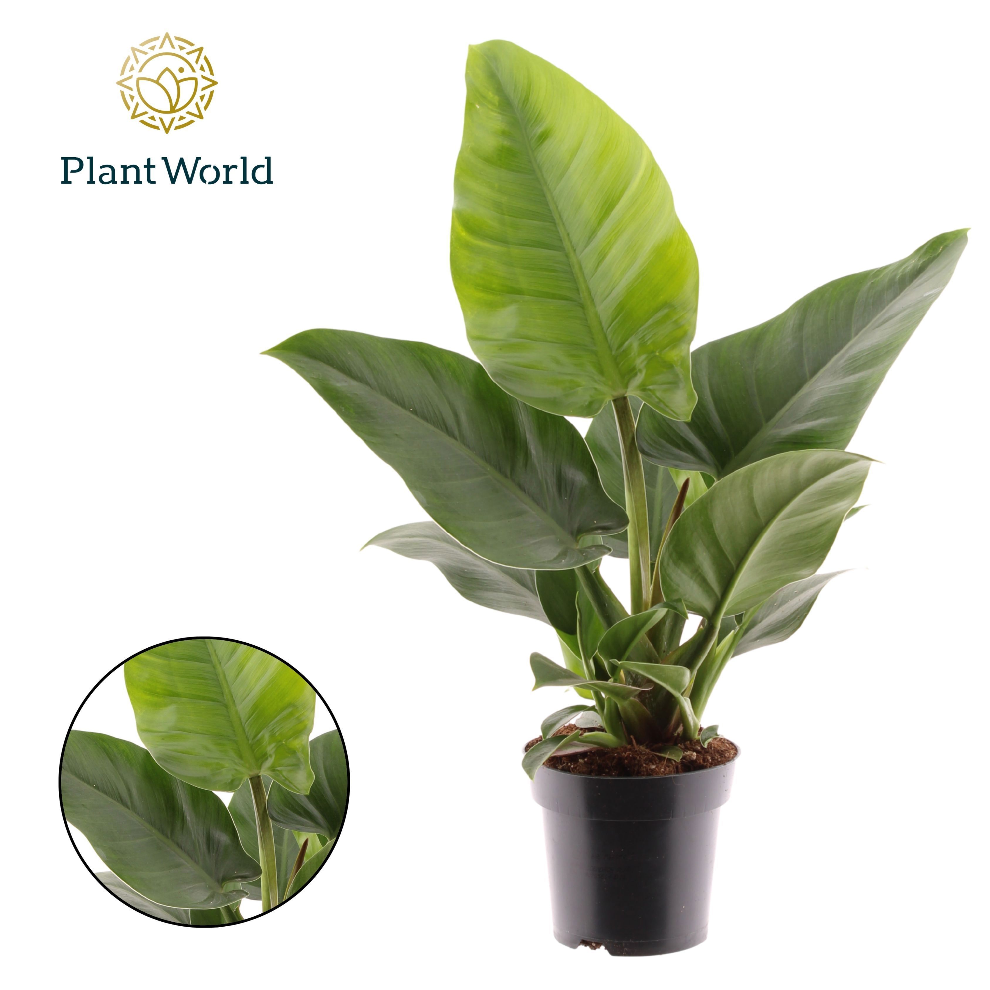 Горшечные цветы и растения оптом Philodendron Imperial Green от 7шт из Голландии с доставкой по России