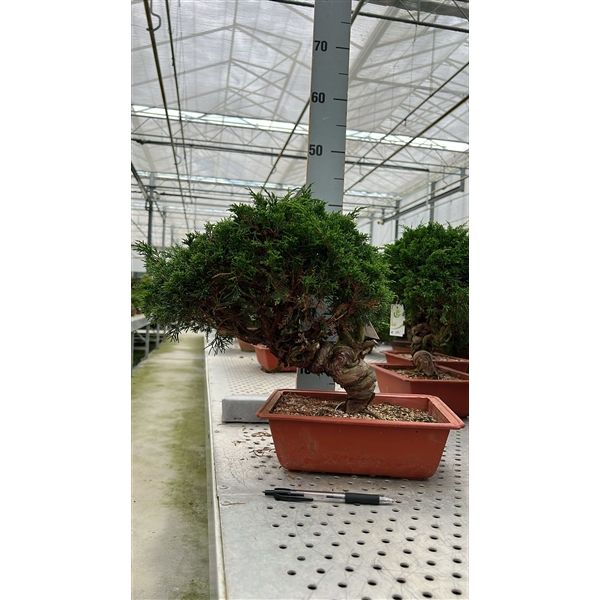 Горшечные цветы и растения оптом Bonsai Juniperus Chinensis, 25cm., Twisted Trunk, от 1шт из Голландии с доставкой по России