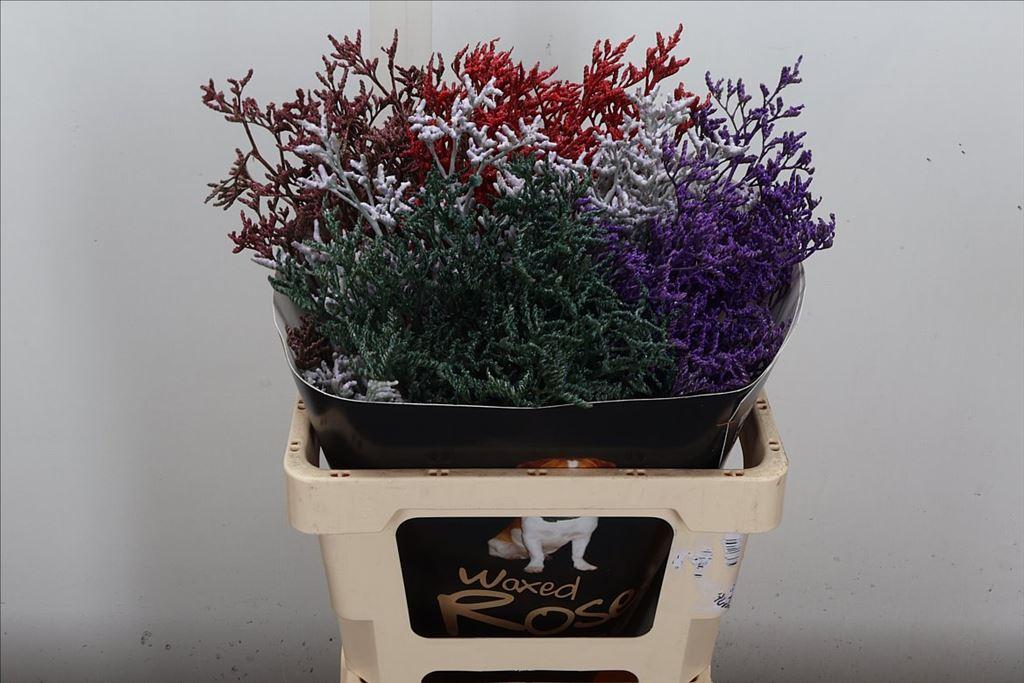 Срезанные цветы оптом Limonium wax mix от 25шт из Голландии с доставкой по России