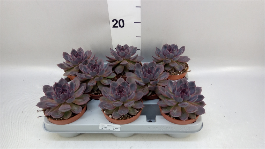Горшечные цветы и растения оптом Echeveria ... от 8шт из Голландии с доставкой по России