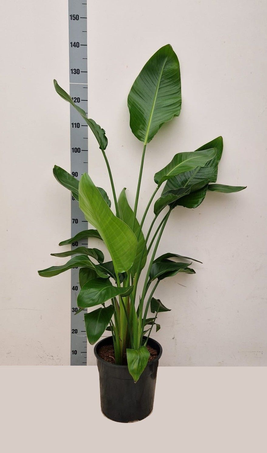 Горшечные цветы и растения оптом Strelitzia Alba от 1шт из Голландии с доставкой по России