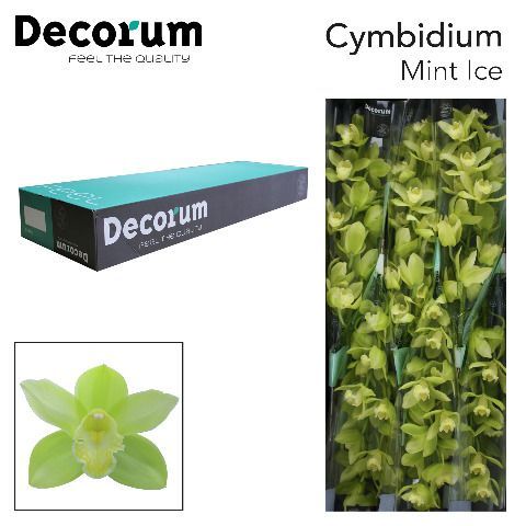 Срезанные цветы оптом Cymbidium green mint ice от 10шт. из Голландии с доставкой по России