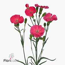 Срезанные цветы оптом Dianthus sp solomio imre от 100шт из Голландии с доставкой по России