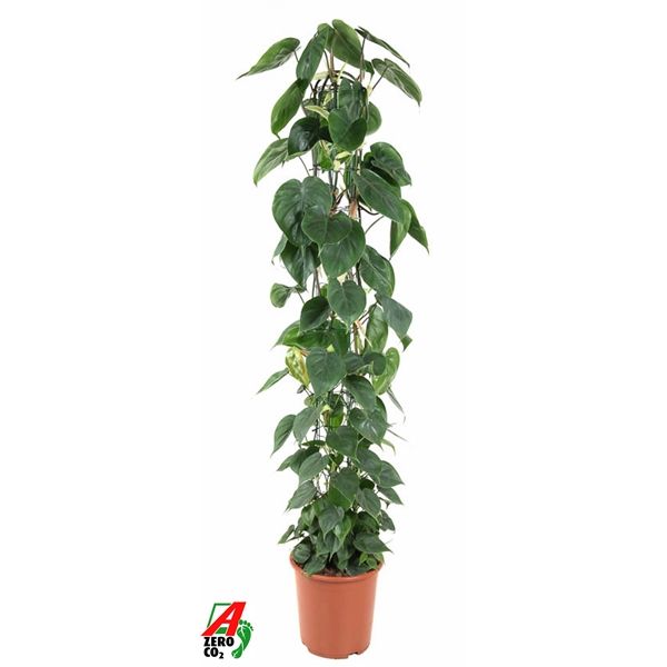 Горшечные цветы и растения оптом Philodendron Scandens Zuil от 1шт из Голландии с доставкой по России