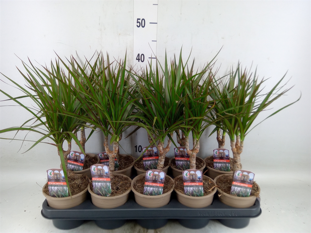 Горшечные цветы и растения оптом Dracaena Marg. от 10шт из Голландии с доставкой по России