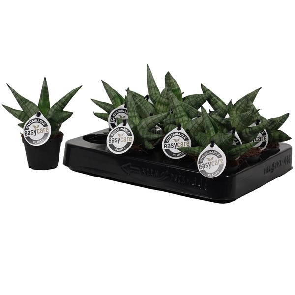 Горшечные цветы и растения оптом Sansevieria Boncellensis от 14шт (для телеги) из Голландии с доставкой по России