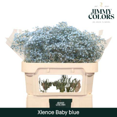 Срезанные цветы оптом Gyps large paint blue light от 75шт из Голландии с доставкой по России