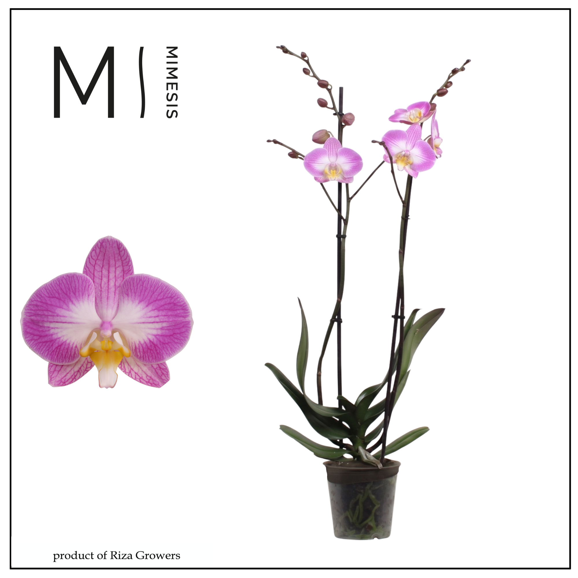 Горшечные цветы и растения оптом Phal 2st Split 16+ Mimesis (orchid Growers) от 10шт из Голландии с доставкой по России