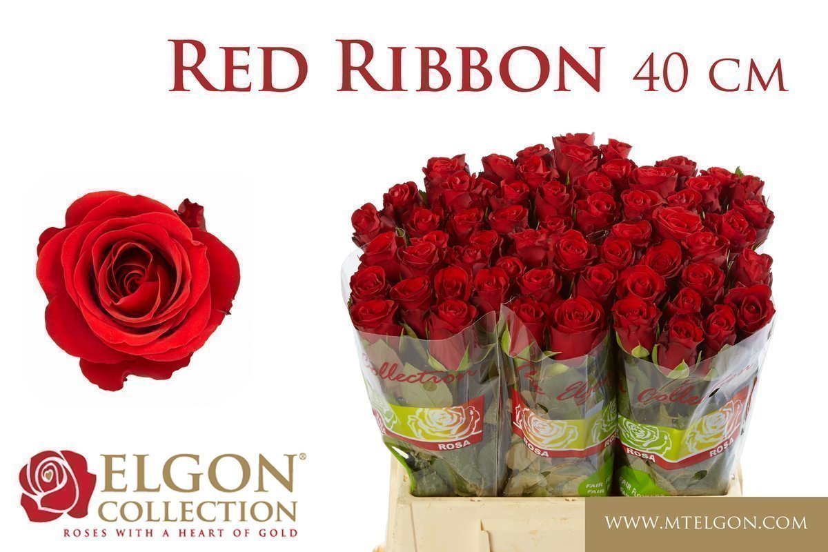 Срезанные цветы оптом Rosa large red ribbon от 60шт из Голландии с доставкой по России