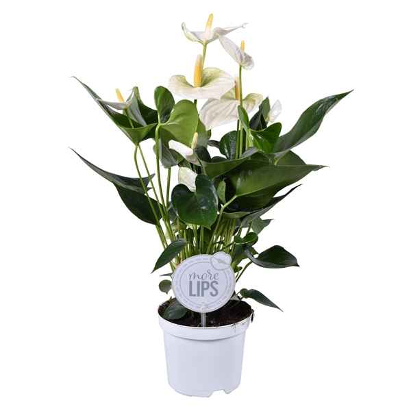 Горшечные цветы и растения оптом Anth An Cocus 5+ (morelips) от 7шт из Голландии с доставкой по России