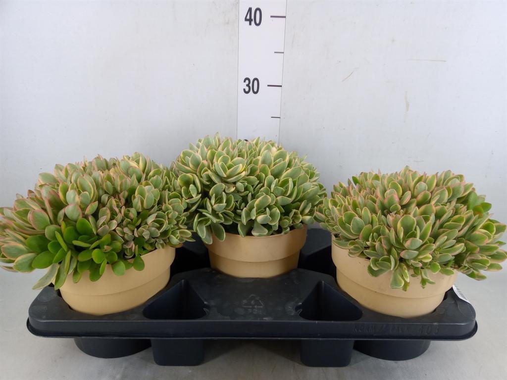 Горшечные цветы и растения оптом Crassula   ... от 3шт из Голландии с доставкой по России