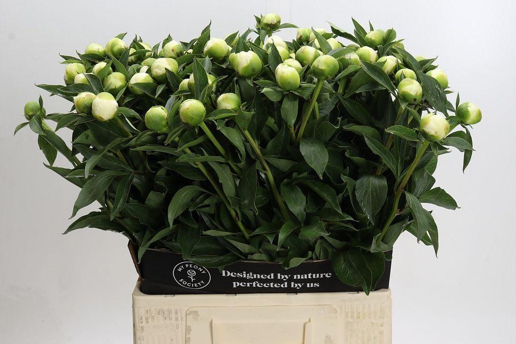 Срезанные цветы оптом Paeonia duchess de nemours от 80шт из Голландии с доставкой по России