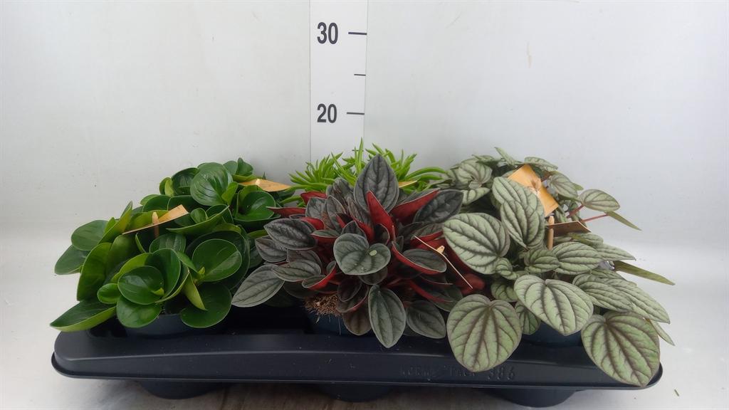 Горшечные цветы и растения оптом Peperomia Mix от 6шт из Голландии с доставкой по России