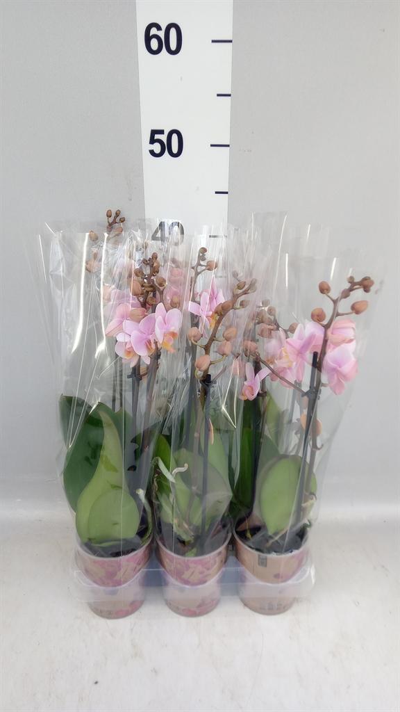 Горшечные цветы и растения оптом Phalaenopsis Multi. ...rose от 6шт (для телеги) из Голландии с доставкой по России