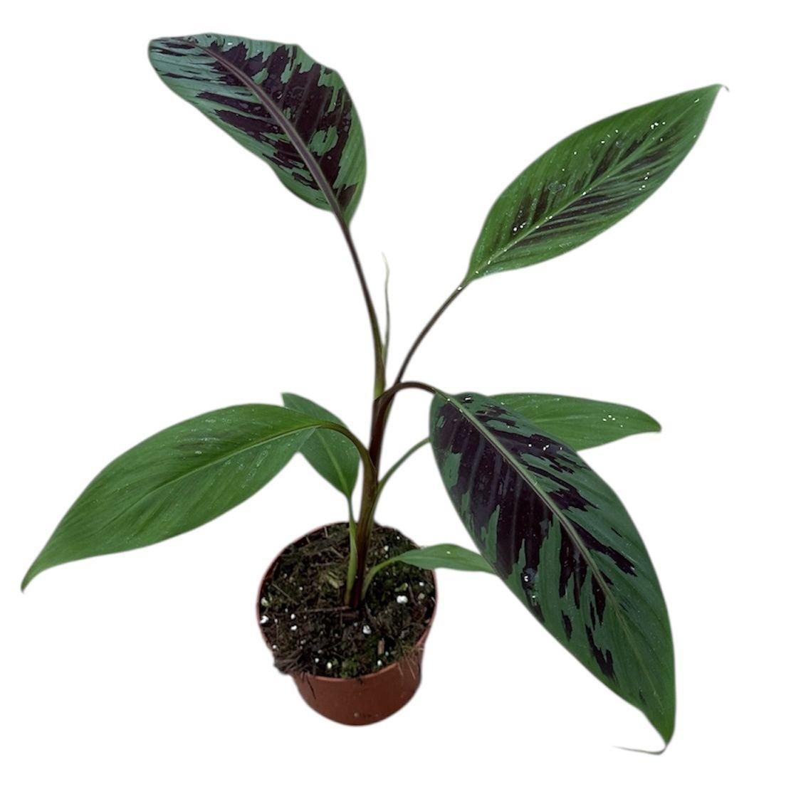 Горшечные цветы и растения оптом Musa Acuminata Zebrina от 1шт из Голландии с доставкой по России