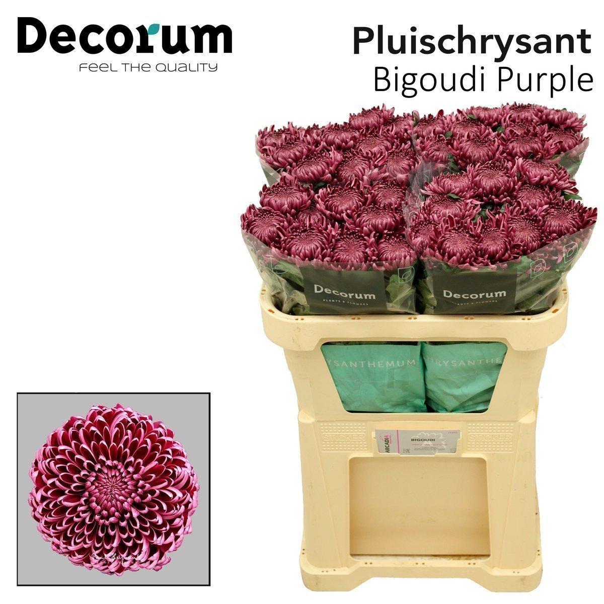 Срезанные цветы оптом Chrys bl bigoudi purple от 40шт из Голландии с доставкой по России