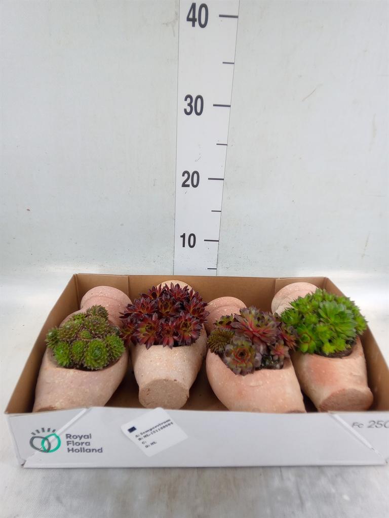 Горшечные цветы и растения оптом Sempervivum   ...mix от 4шт из Голландии с доставкой по России