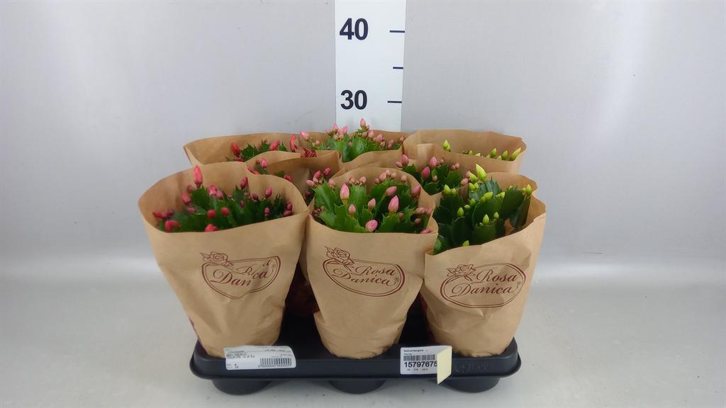 Горшечные цветы и растения оптом Schlumbergera ... от 8шт из Голландии с доставкой по России