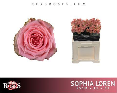 Срезанные цветы оптом Rosa large sophia loren от 60шт из Голландии с доставкой по России