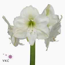 Срезанные цветы оптом Hippeastrum mont blanc от 15шт из Голландии с доставкой по России