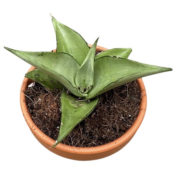 Горшечные цветы и растения оптом Sansevieria Manee Thawee от 1шт (для телеги) из Голландии с доставкой по России