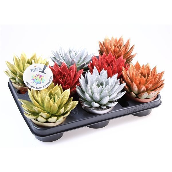 Горшечные цветы и растения оптом Echeveria Miranda Glitter Mix от 8шт из Голландии с доставкой по России