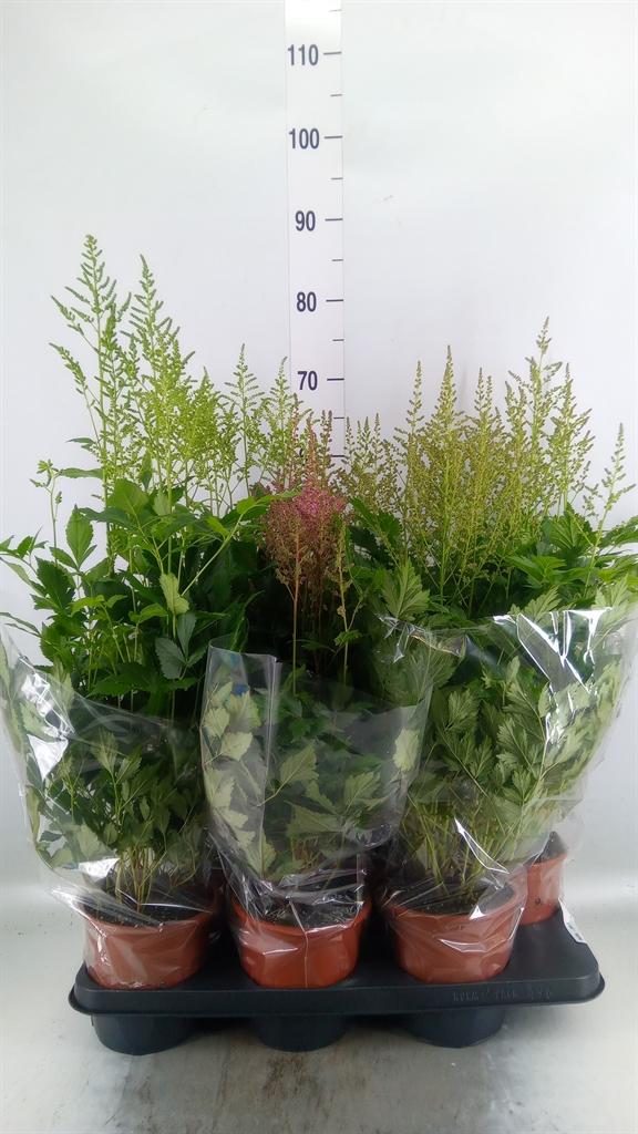 Горшечные цветы и растения оптом Astilbe   ...mix 3 от 6шт из Голландии с доставкой по России
