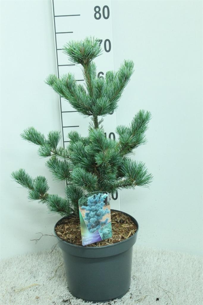 Горшечные цветы и растения оптом Pinus Parviflora negishi от 1шт из Голландии с доставкой по России
