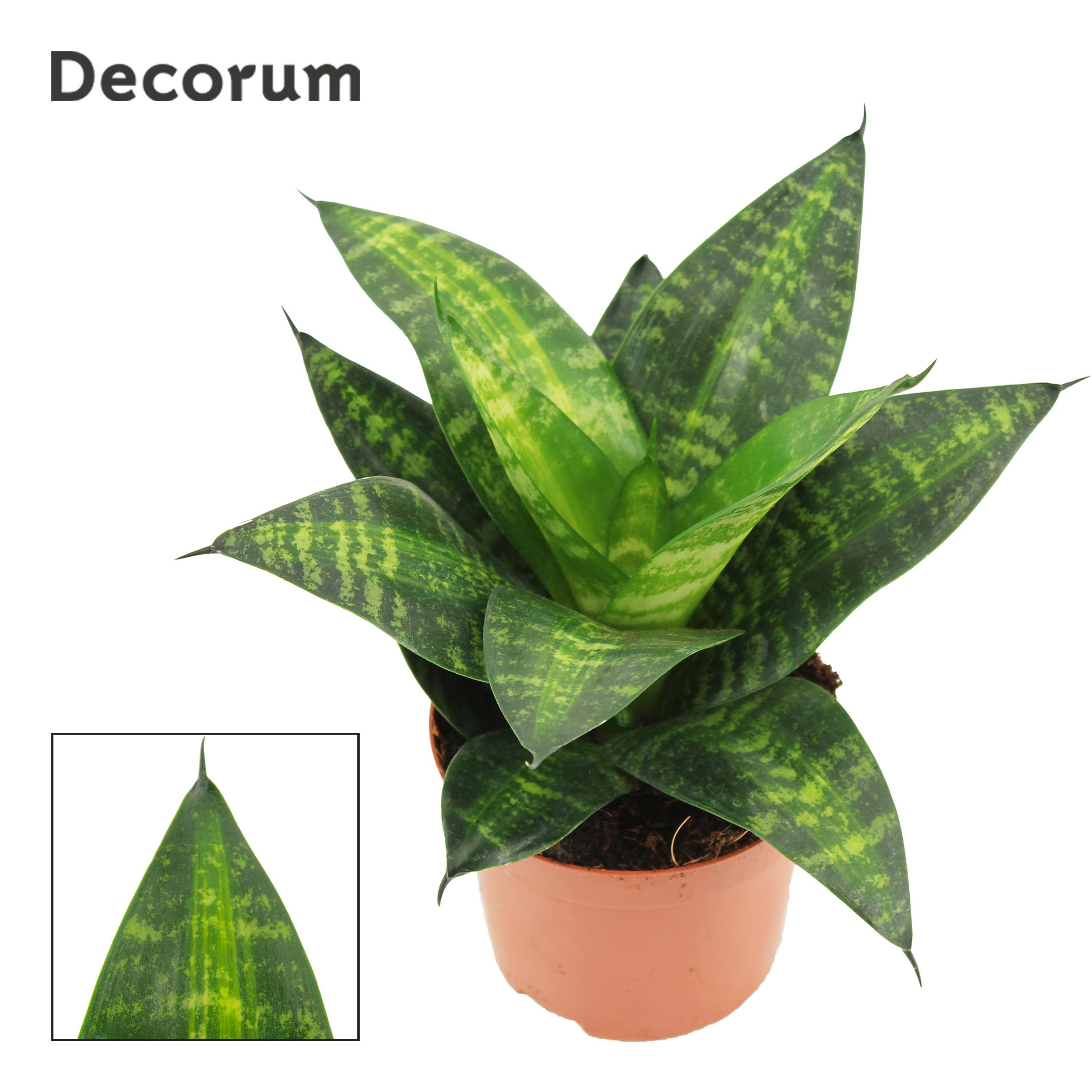 Горшечные цветы и растения оптом Sansevieria Hahnii 9 Cm Tiger Hahnii (decorum) от 18шт (для телеги) из Голландии с доставкой по России
