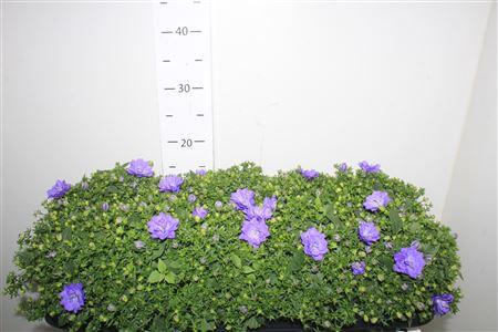 Горшечные цветы и растения оптом Camp Blue Like Mee от 10шт (для телеги) из Голландии с доставкой по России