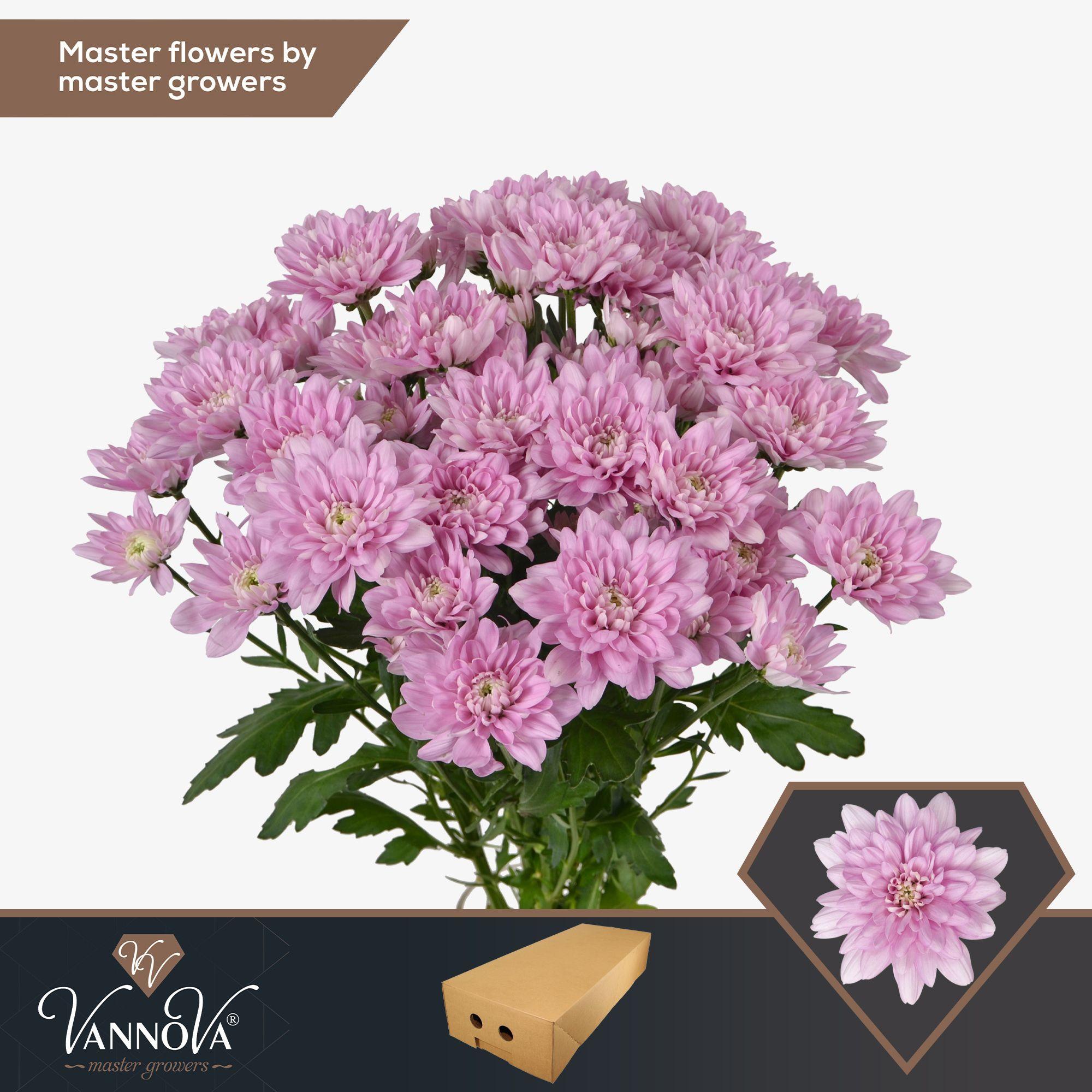 Срезанные цветы оптом Chrys sp baltica pink от 160шт. из Голландии с доставкой по России